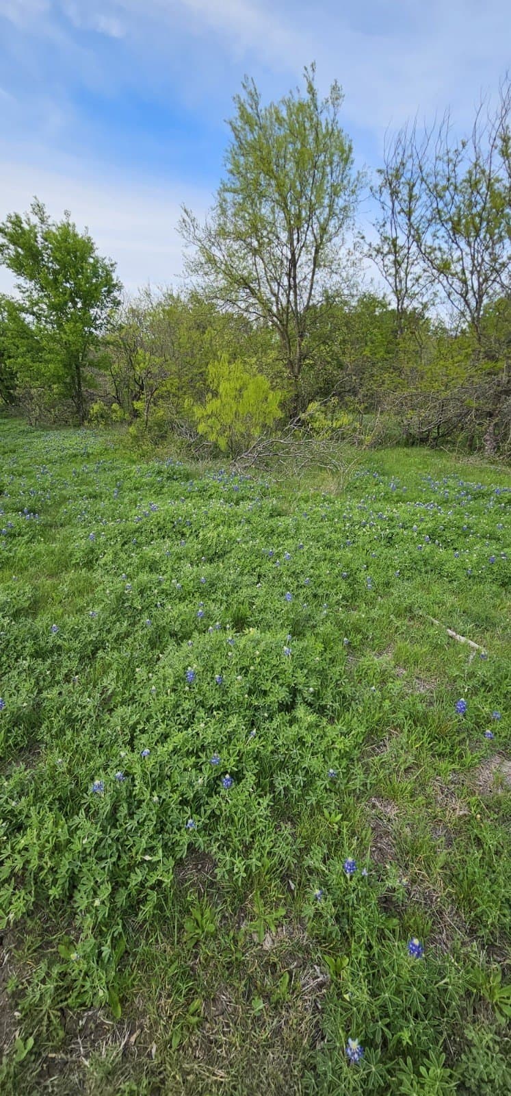 142.54 acres in Limestone County - photo 21