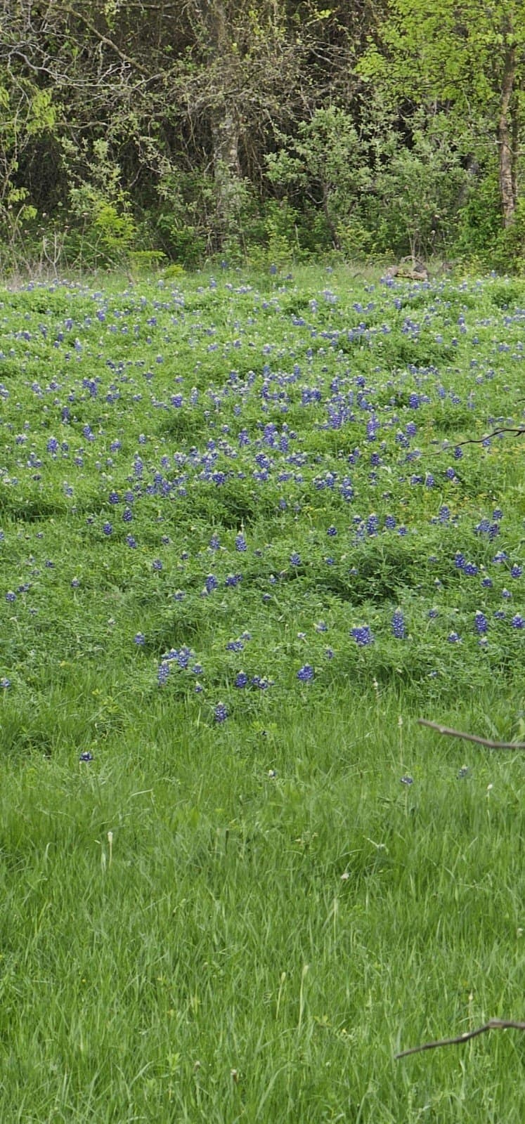 142.54 acres in Limestone County - photo 24