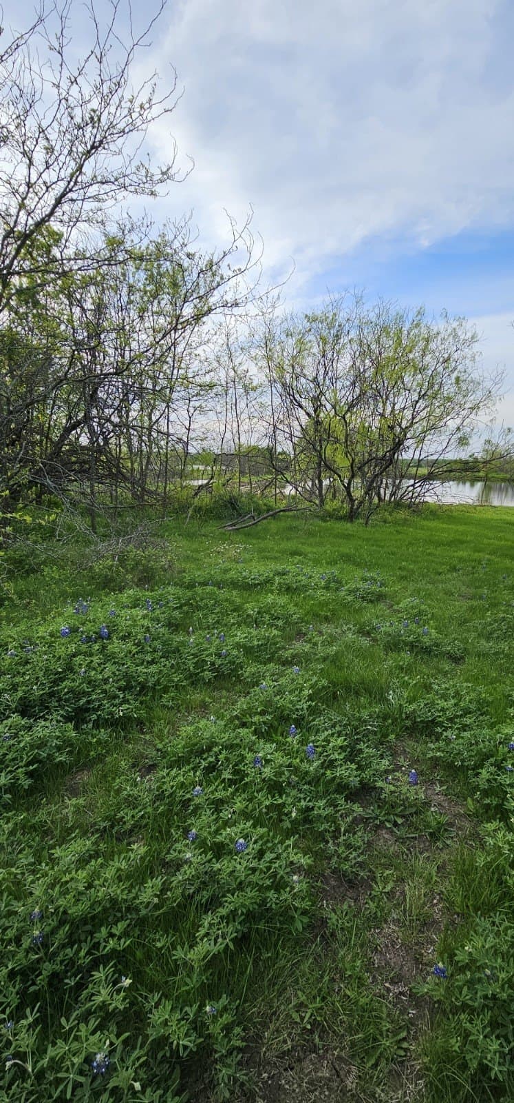 142.54 acres in Limestone County - photo 22