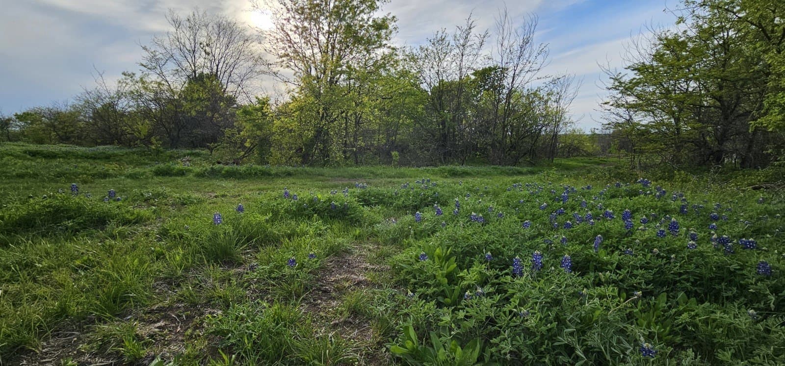 142.54 acres in Limestone County - photo 19