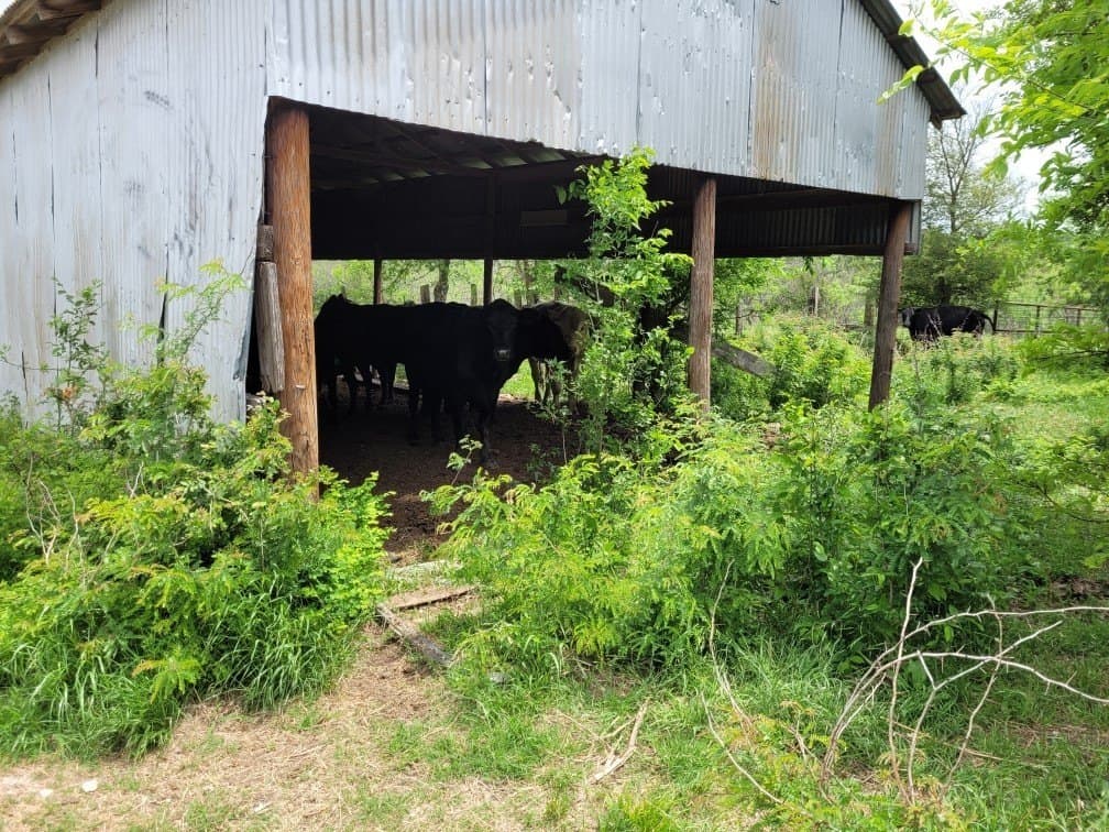 142.54 acres in Limestone County - photo 13