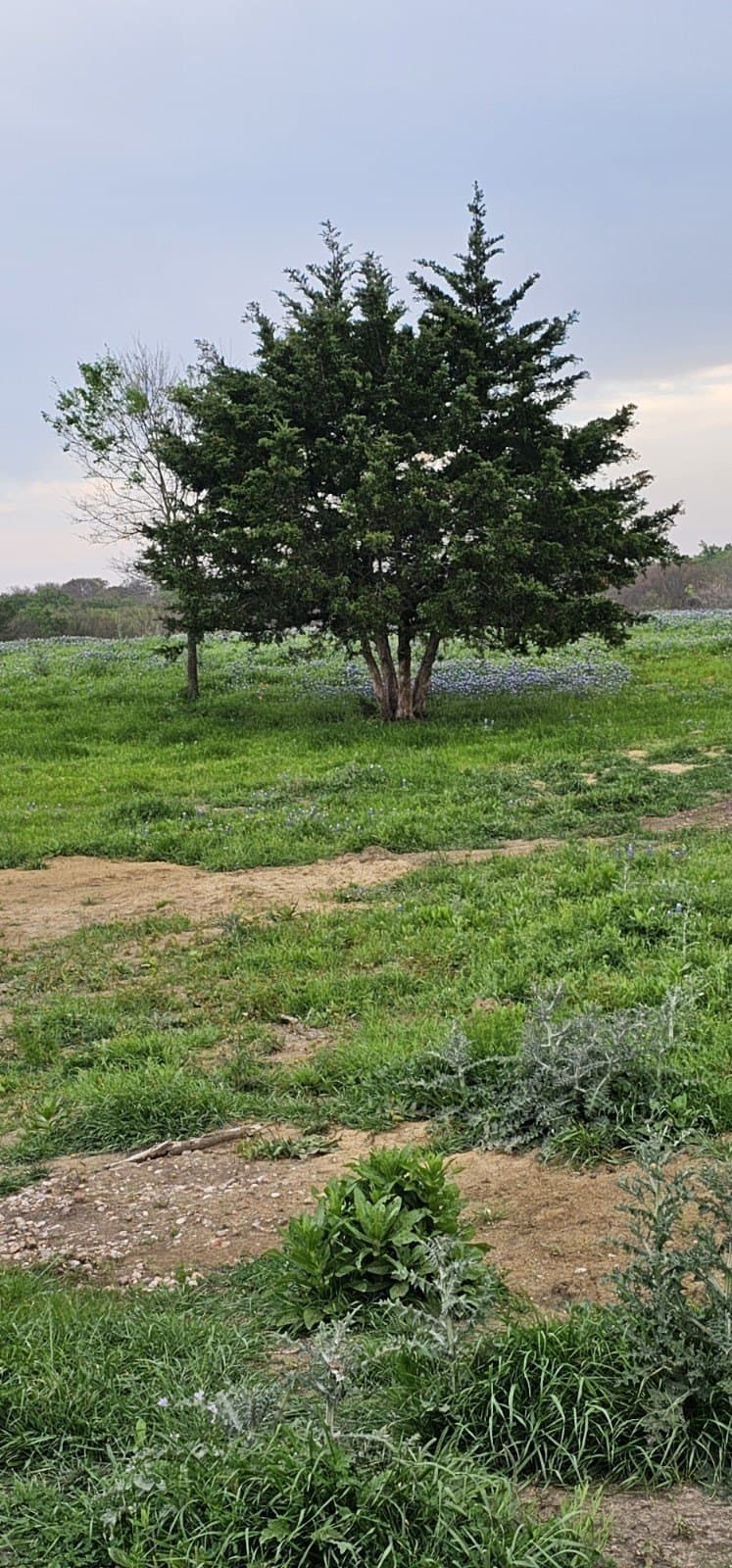 142.54 acres in Limestone County - photo 28