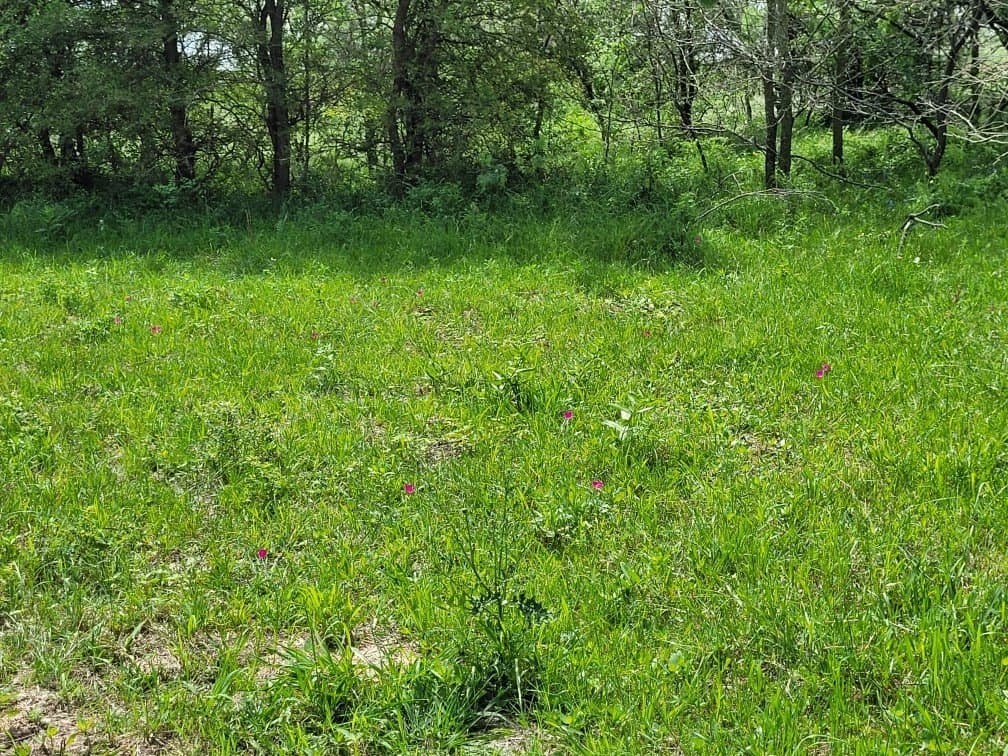 142.54 acres in Limestone County - photo 16