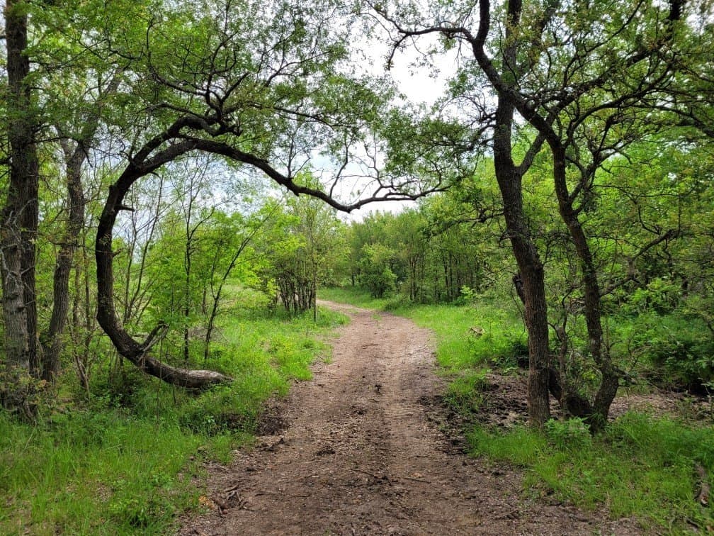 142.54 acres in Limestone County - photo 9
