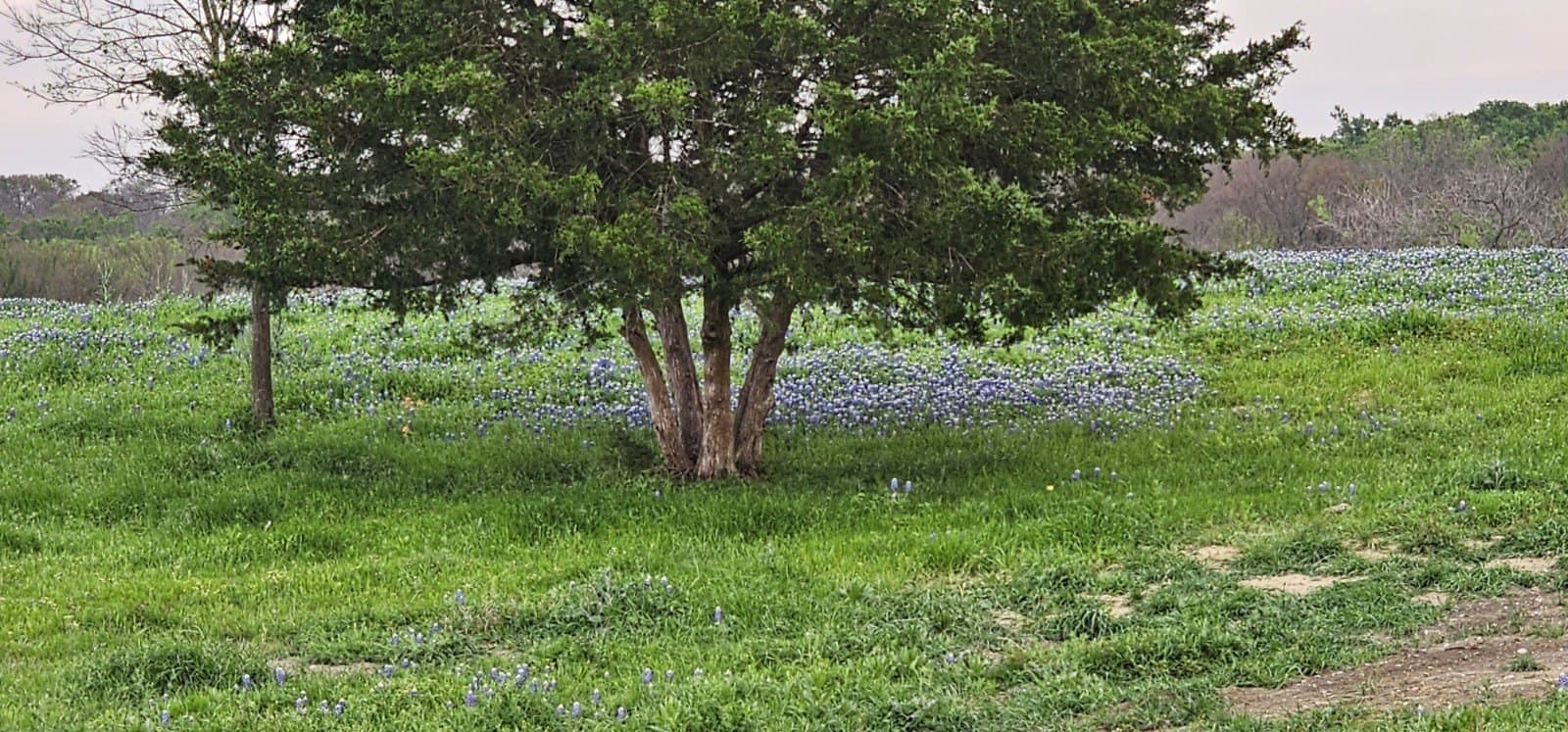 142.54 acres in Limestone County - photo 29