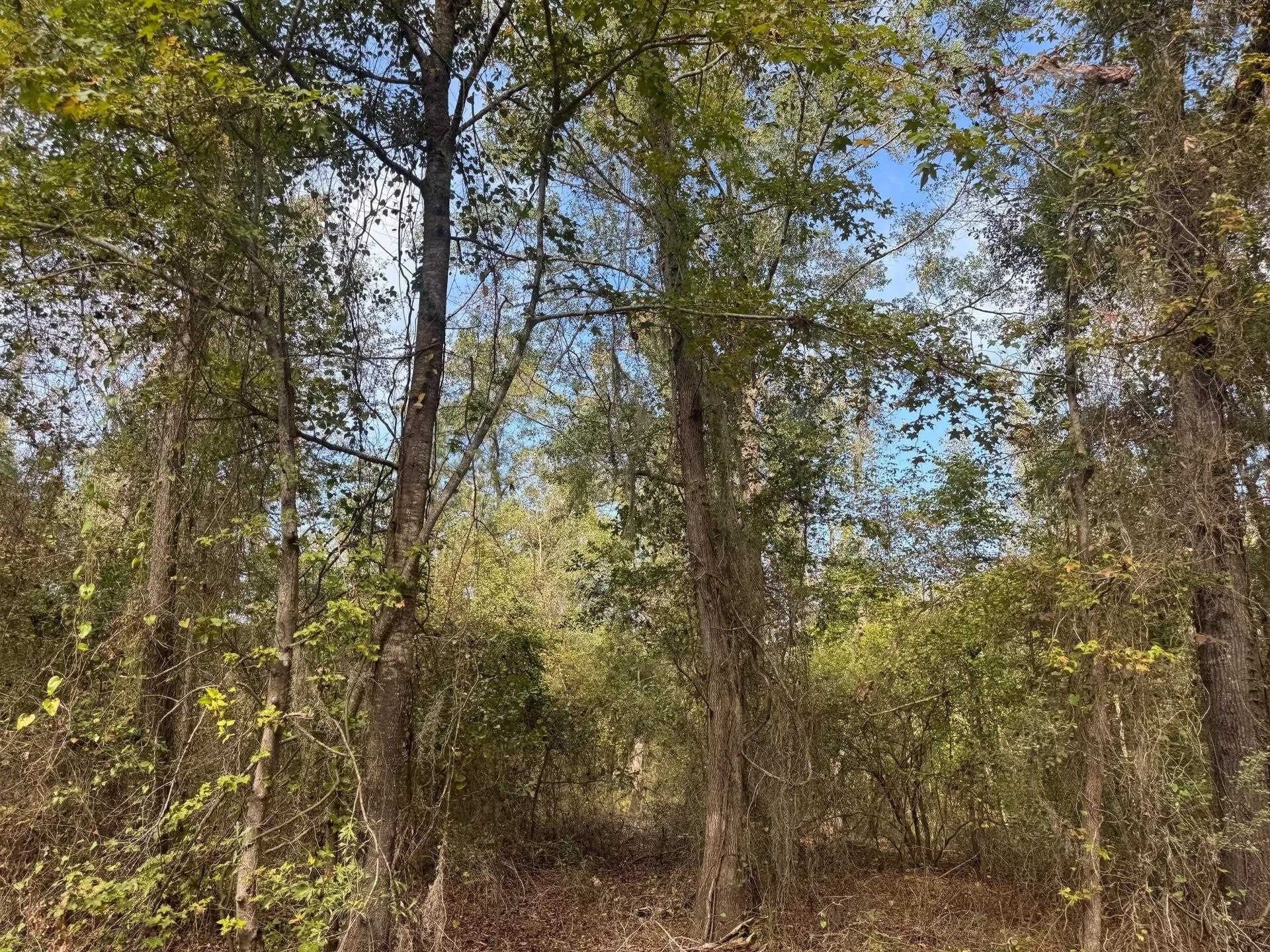 0.36 acres in Harrison County - photo 9