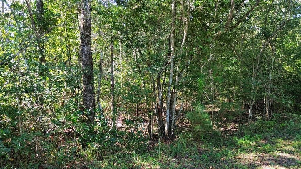 9.62 acres in Texas County - photo 7