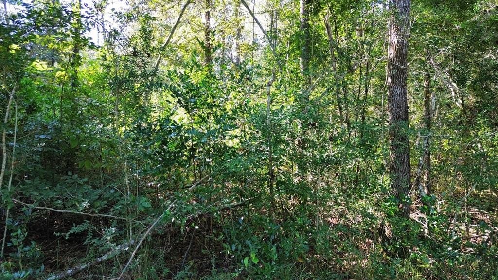 9.62 acres in Texas County - photo 6