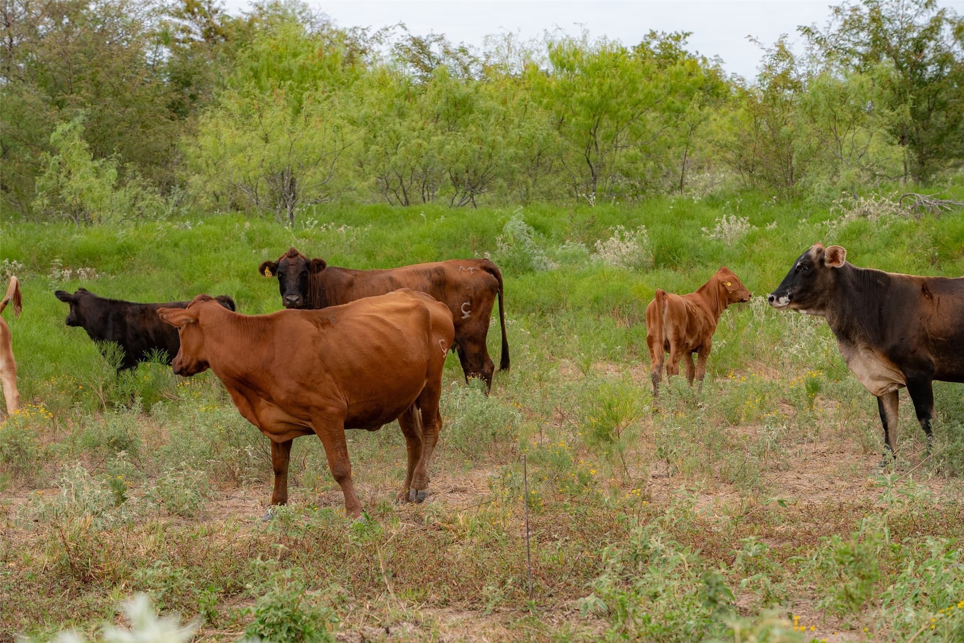 300 acres in Van Zandt County - photo 5