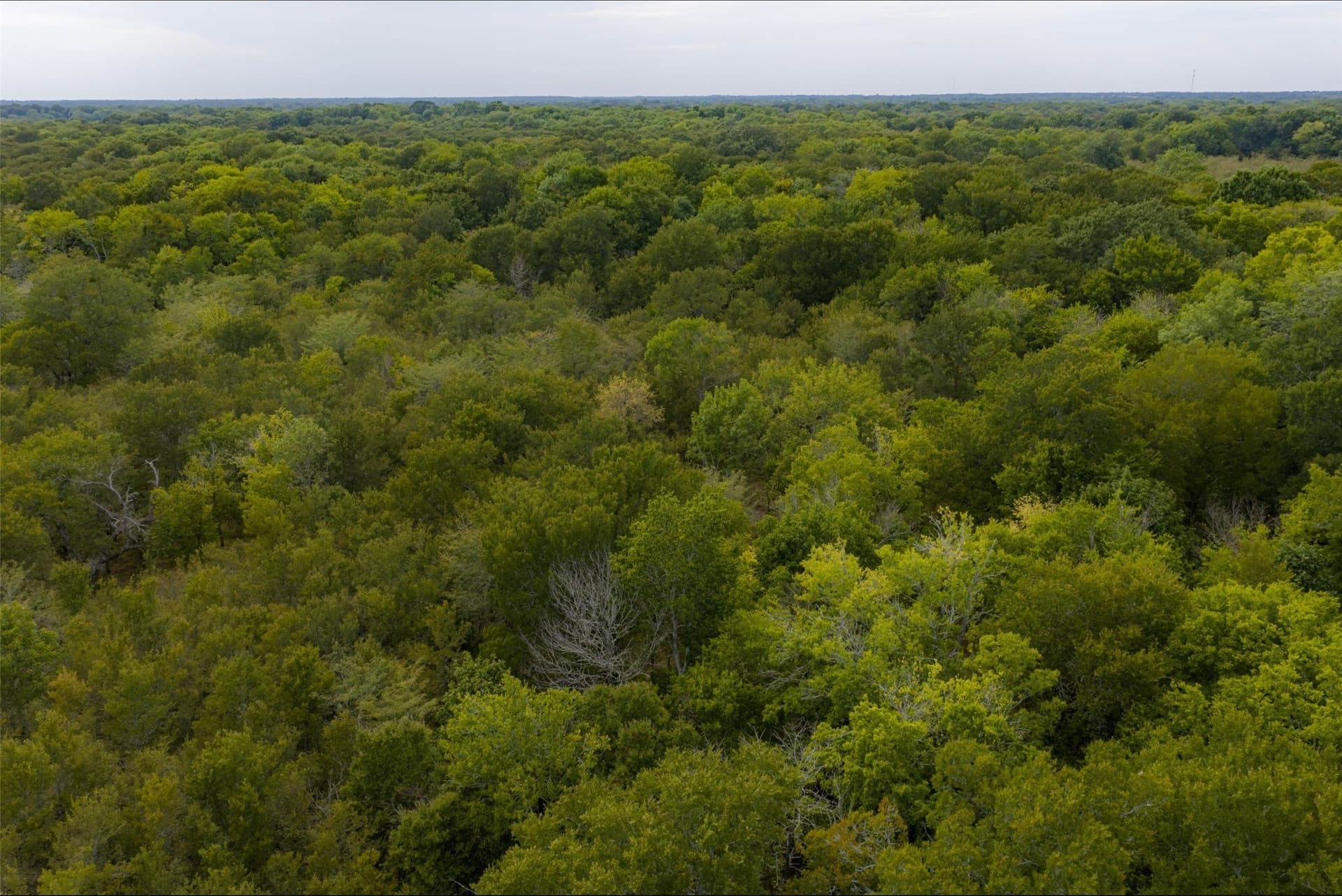 300 acres in Van Zandt County - photo 21