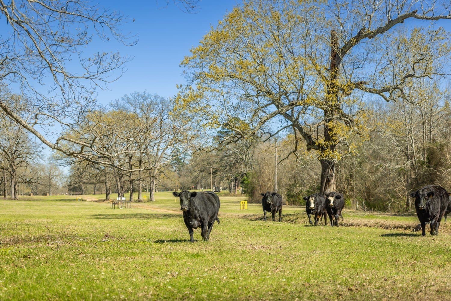 273.13 acres in Gregg County - photo 18