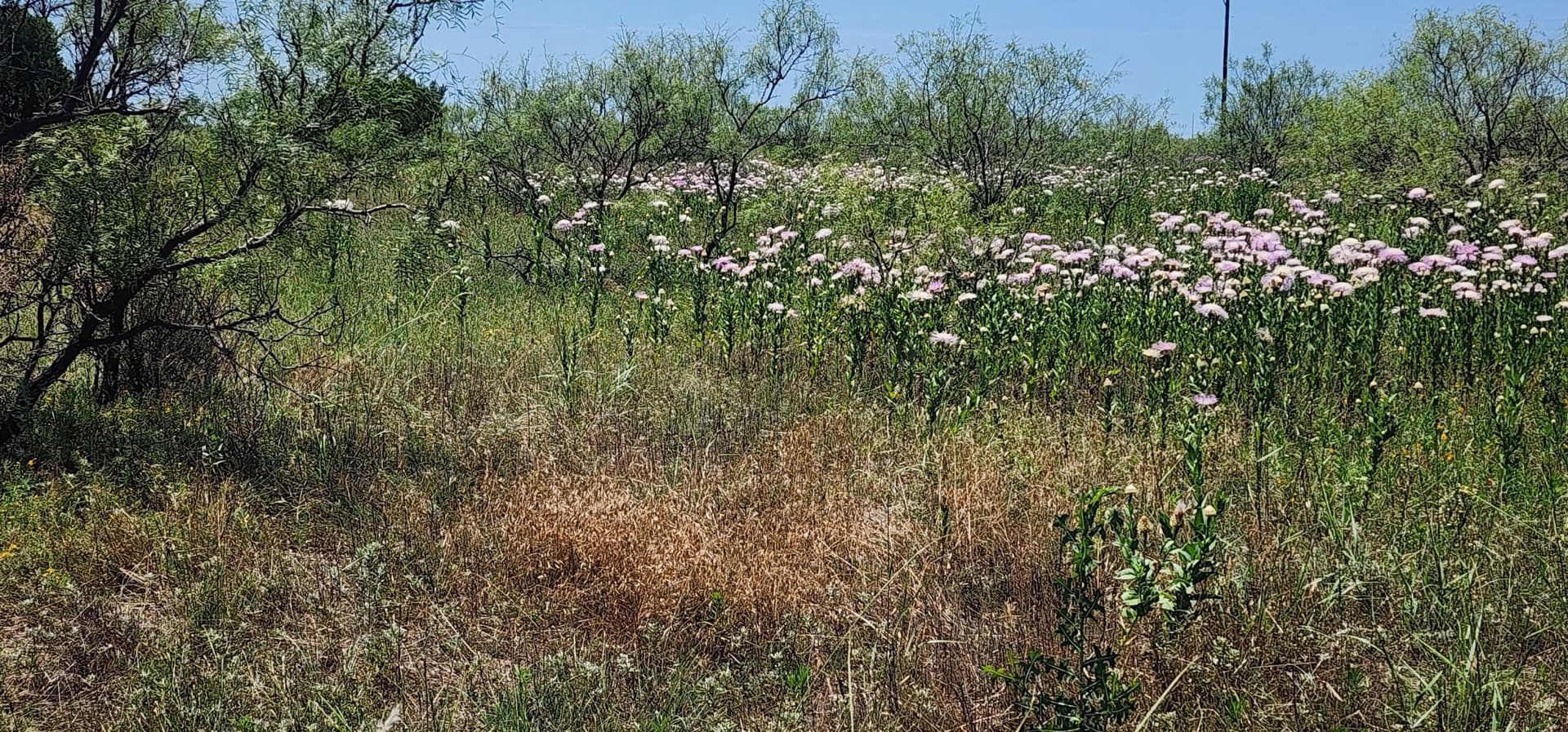 3.1 acres in Randall County - photo 8