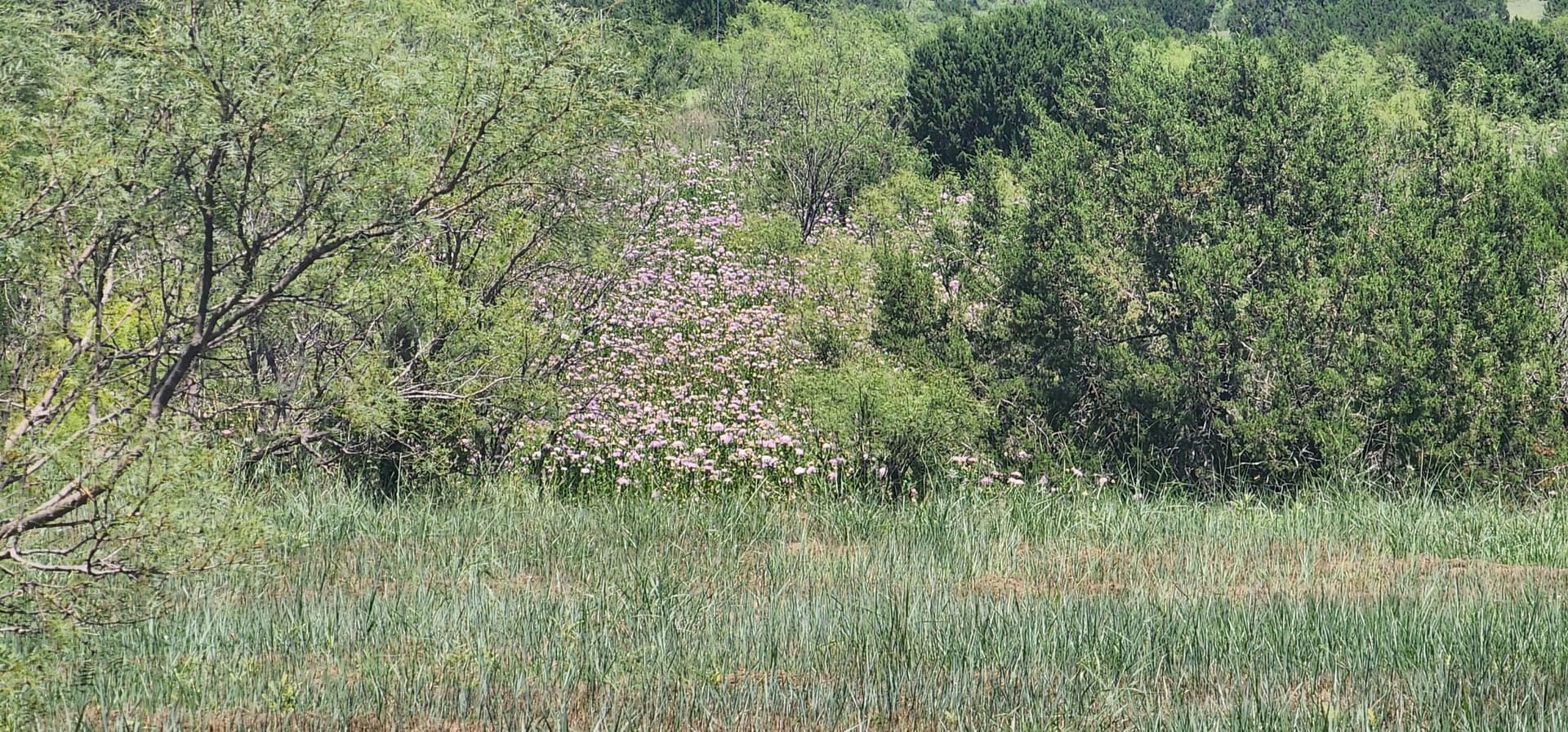 3.1 acres in Randall County gallery image 3