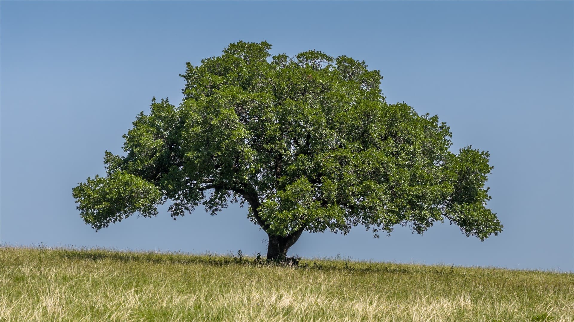 35 acres in Erath County - photo 11