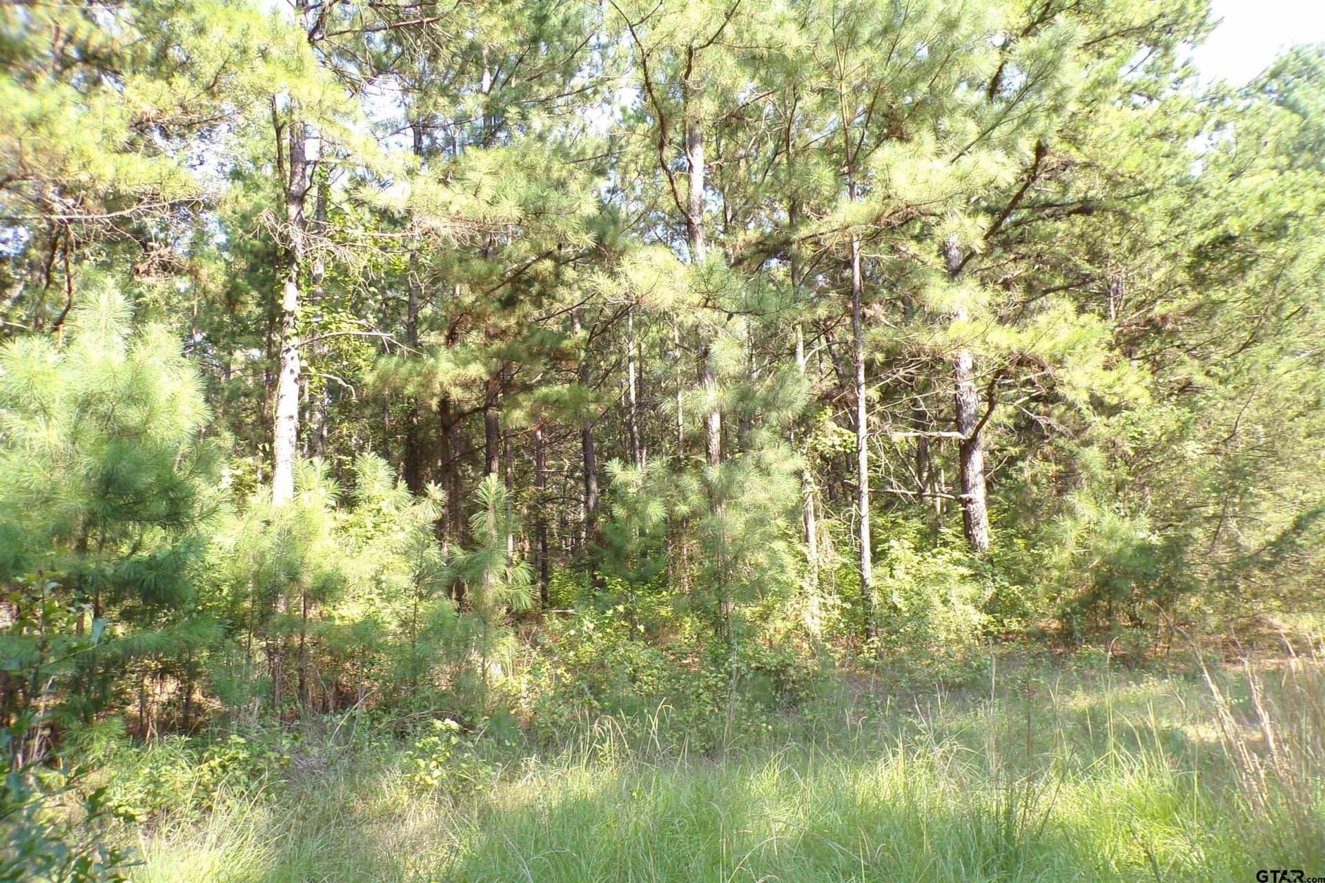 38.7 acres in Smith County - photo 21