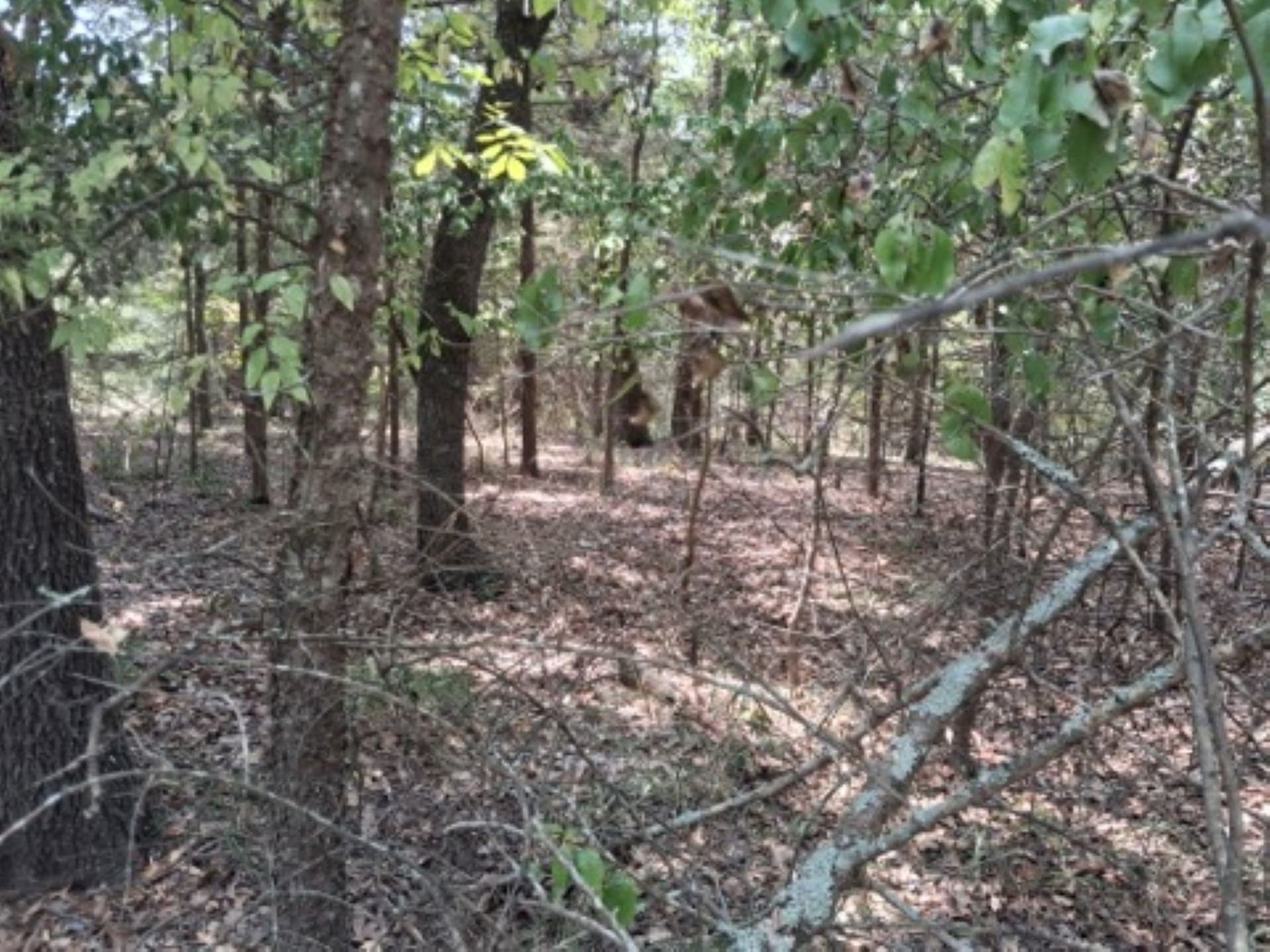 0.24 acres in Van Zandt County gallery image 4