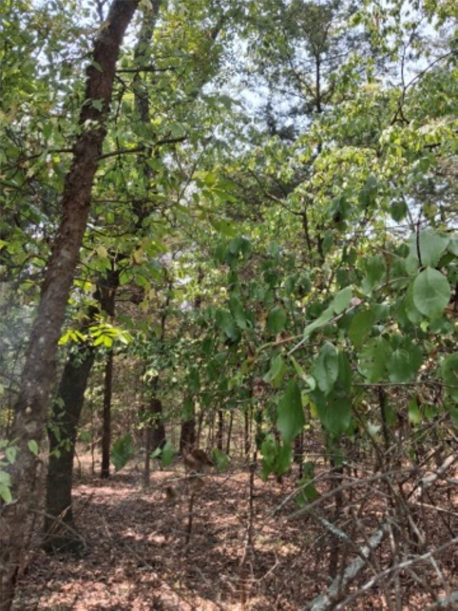 0.24 acres in Van Zandt County - photo 6
