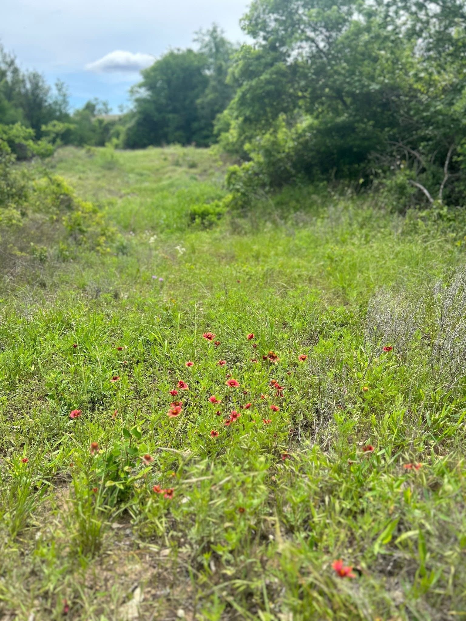8.91 acres in Erath County - photo 9