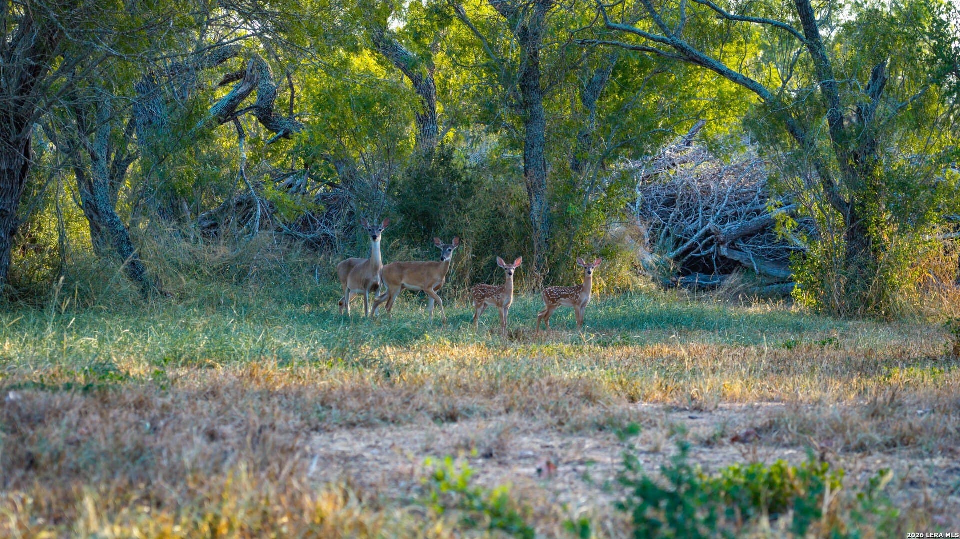 144.39 acres in Wilson County - photo 43