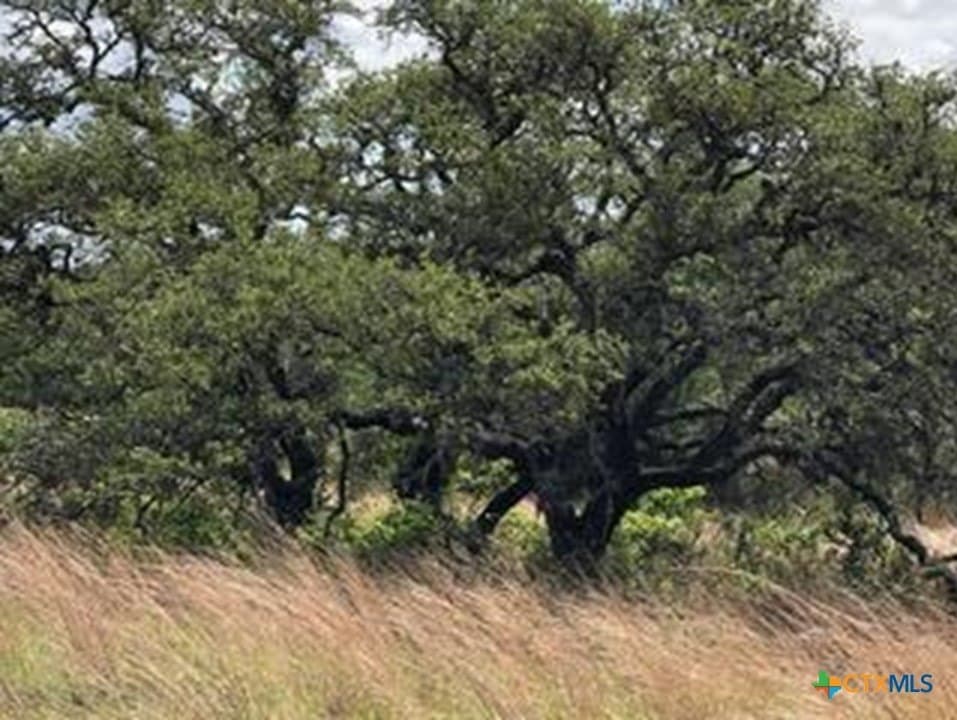 5.88 acres in Blanco County gallery image 2