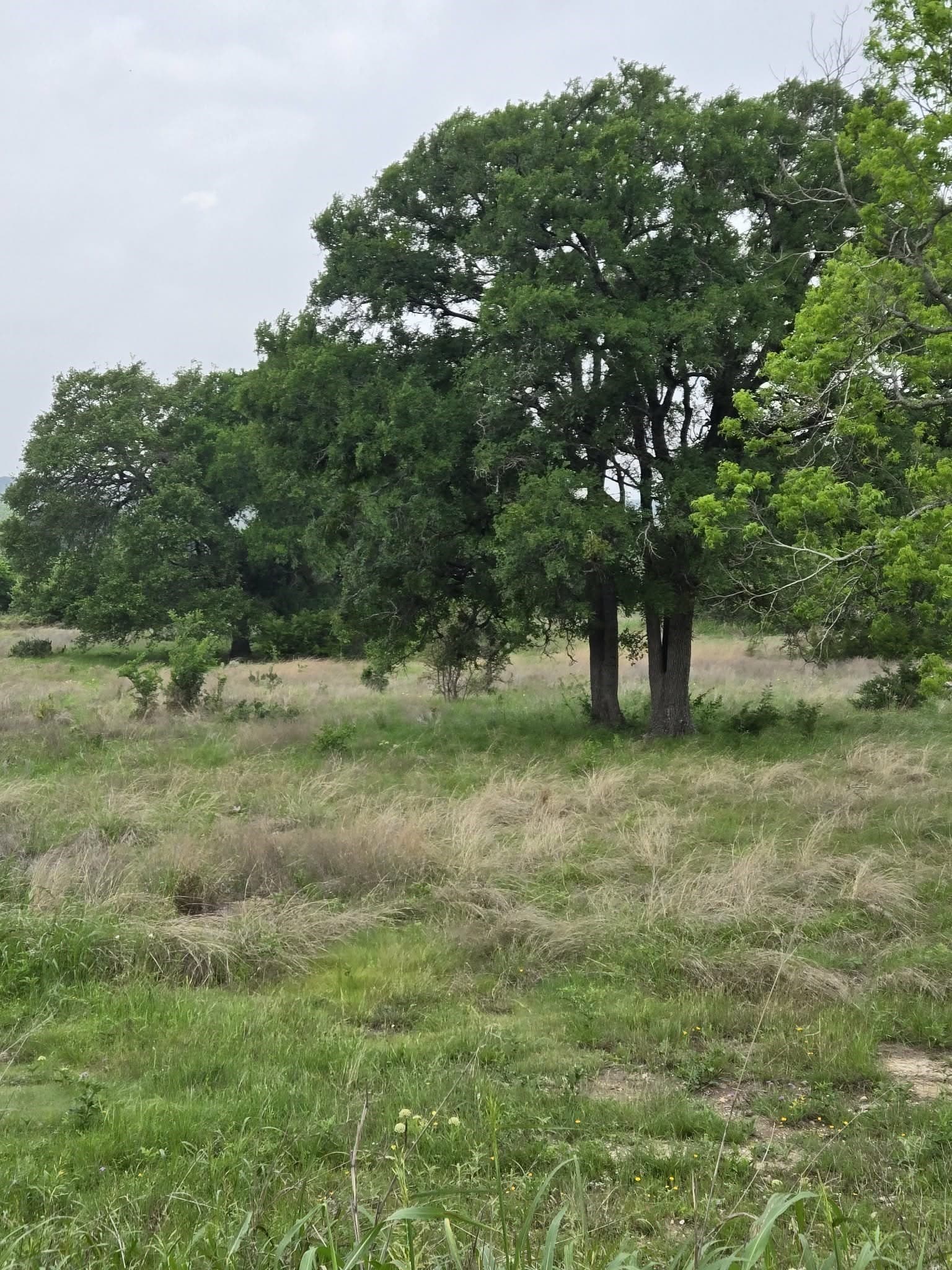 5 acres in Coryell County - photo 4