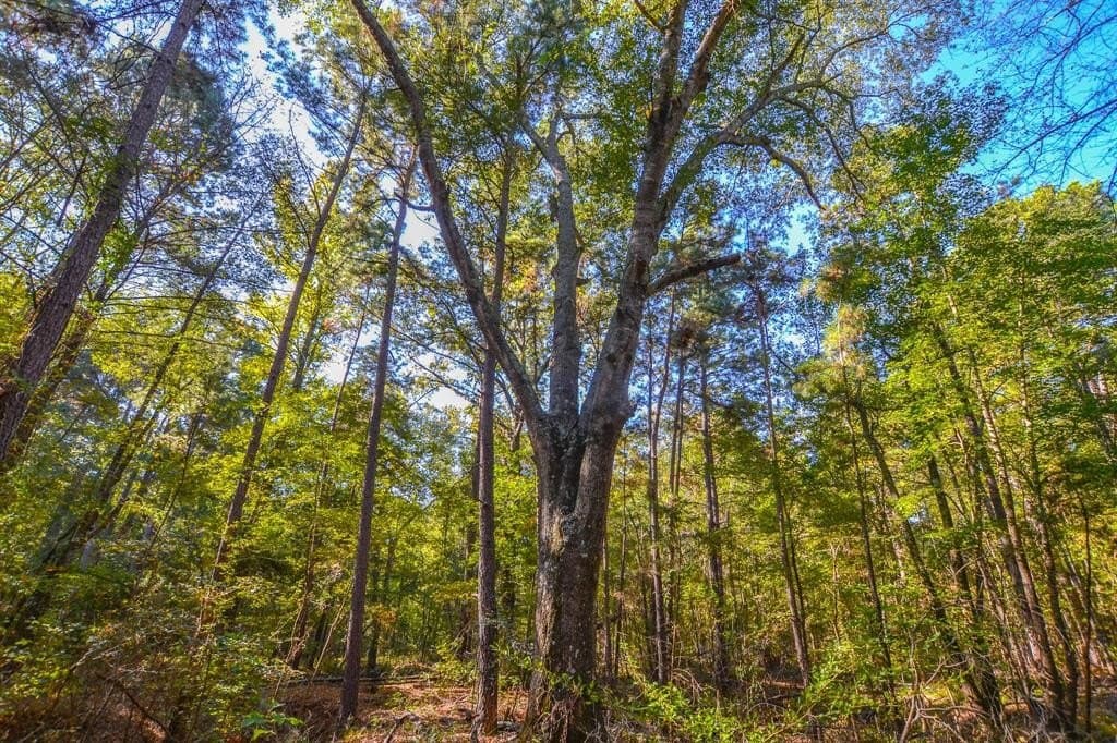 37.5 acres in Henderson County gallery image 2