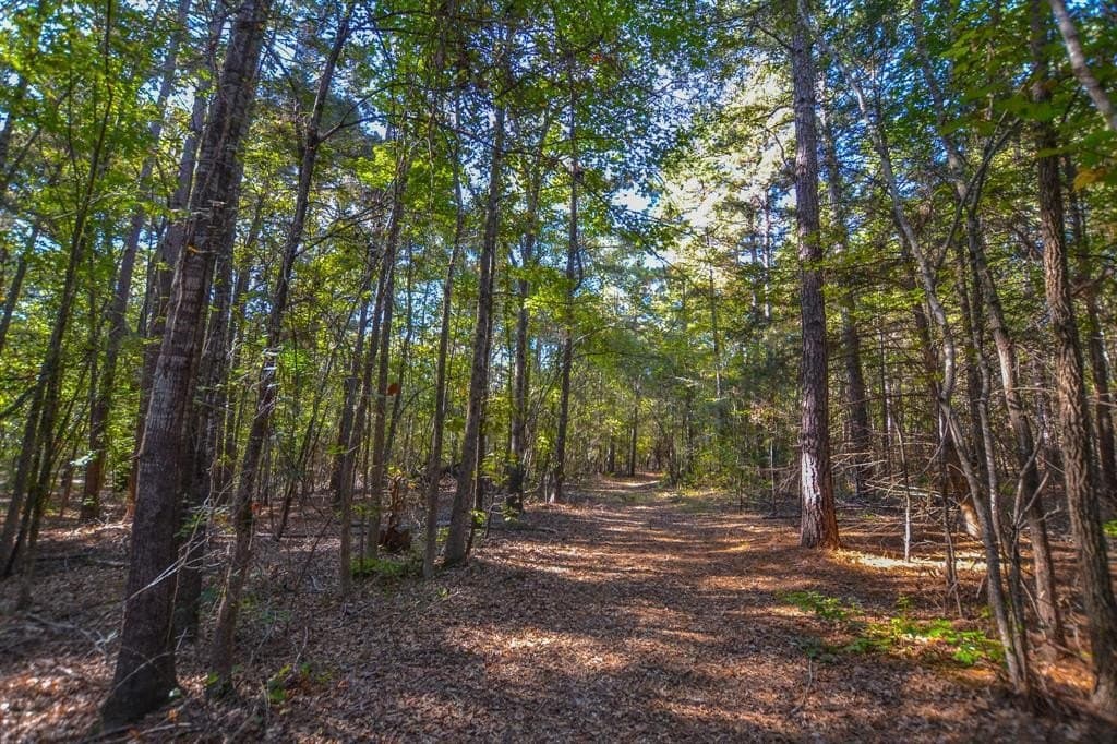 37.5 acres in Henderson County gallery image 3