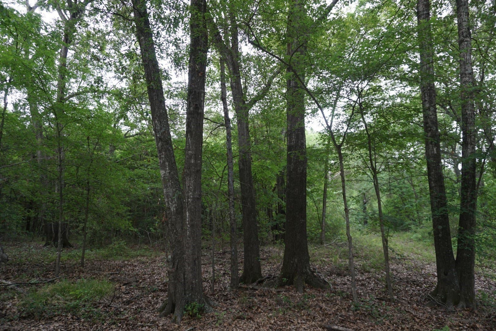 22.5 acres in Henderson County - photo 26
