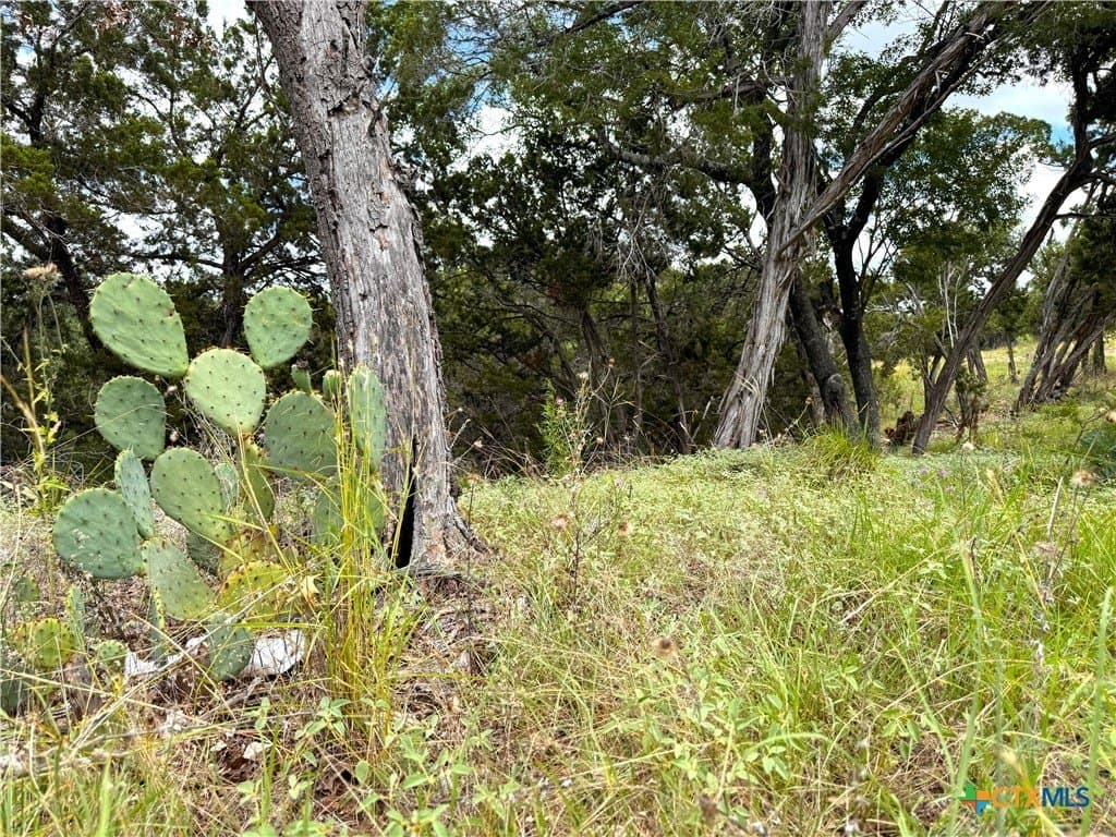 0.26 acres in Comal County gallery image 2