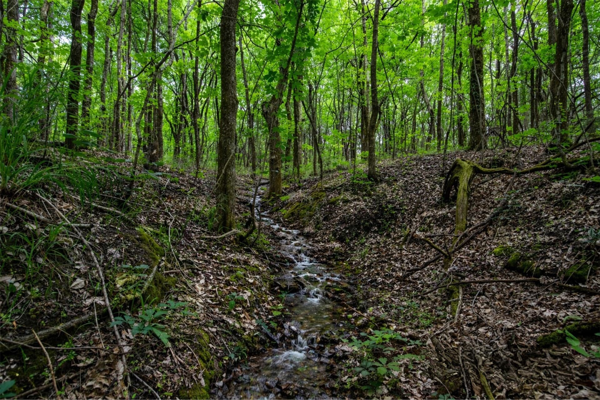 10.64 acres in Collin County - photo 29
