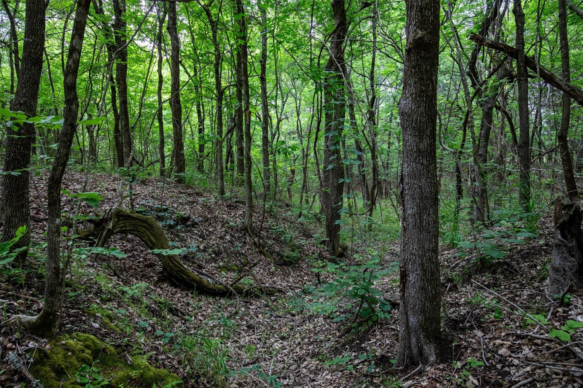 10.64 acres in Collin County - photo 30