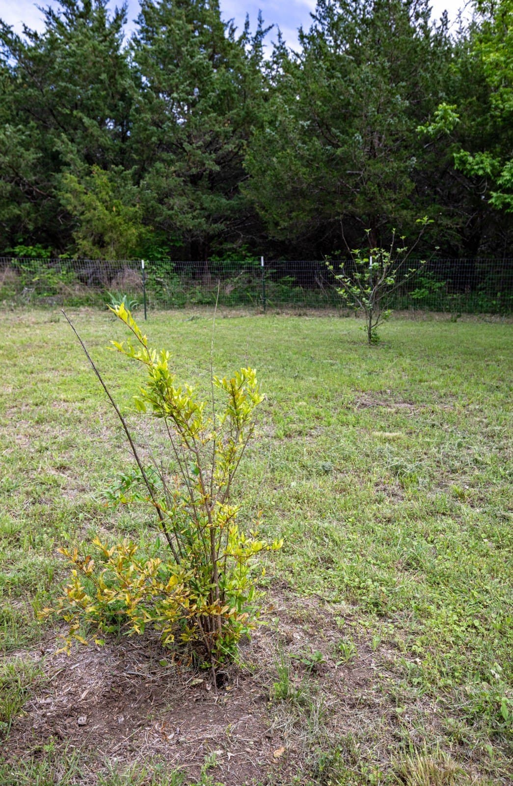 10.64 acres in Collin County - photo 17
