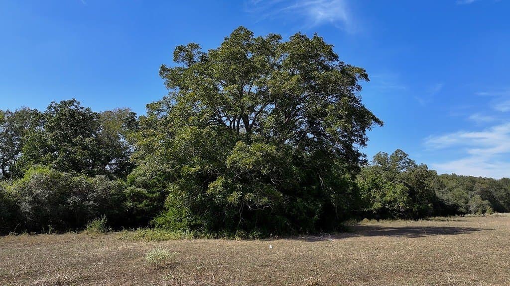 47.7 acres in Fayette County - photo 3