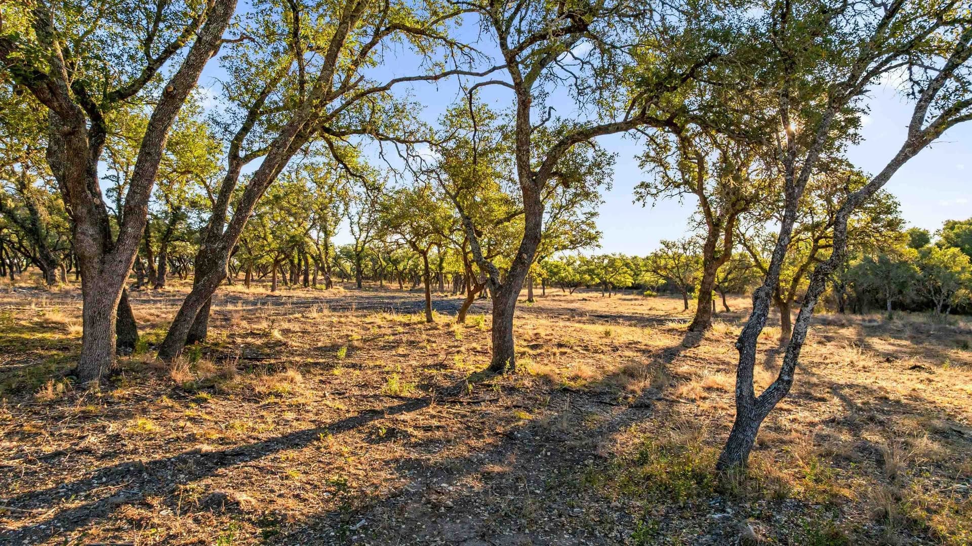 10 acres in Blanco County gallery image 2