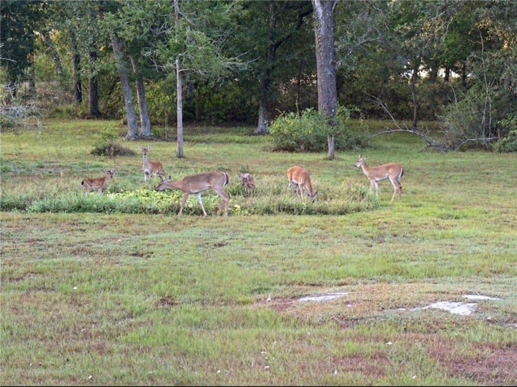 5.75 acres in AUSTIN County - photo 29