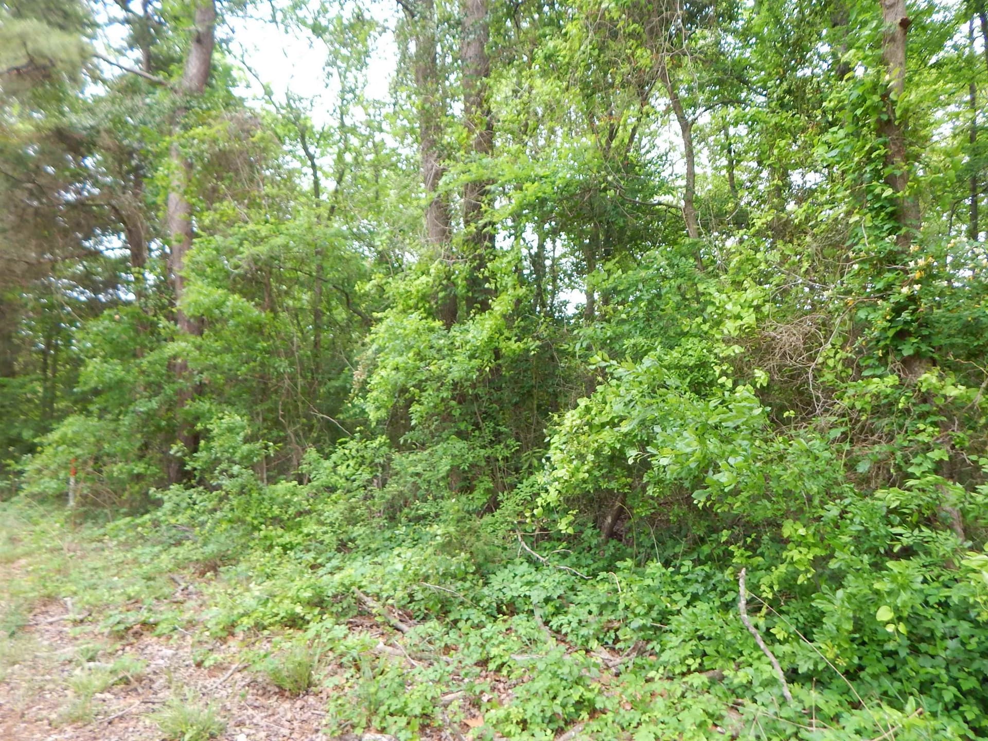 3.07 acres in Upshur County - photo 6