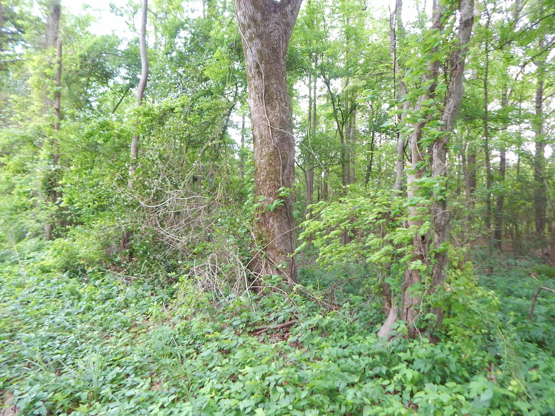 3.07 acres in Upshur County gallery image 3