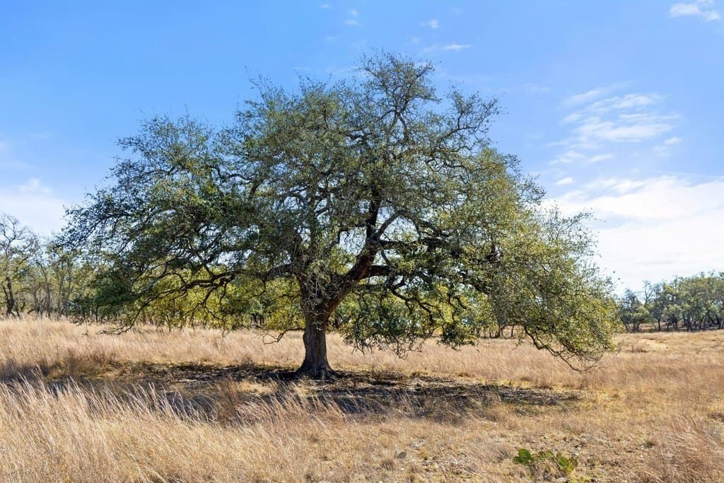 12.97 acres in Blanco County - photo 30