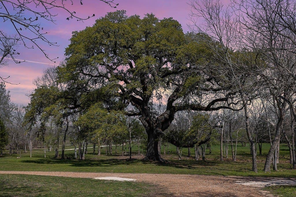 22.65 acres in Lavaca County gallery image 2