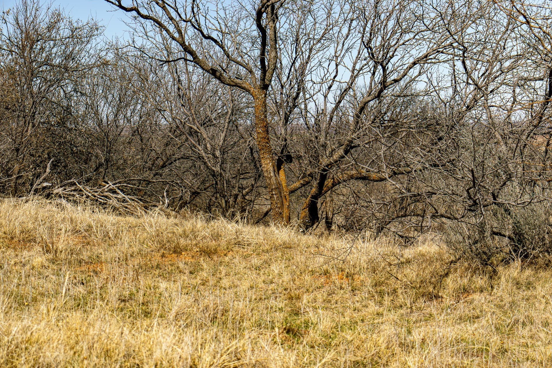167 acres in Baylor County - photo 29