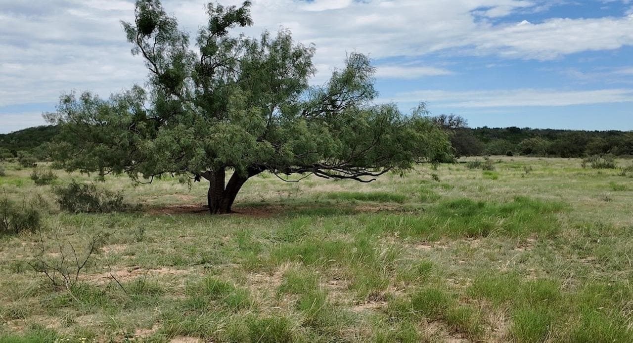 220 acres in McCulloch County - photo 23
