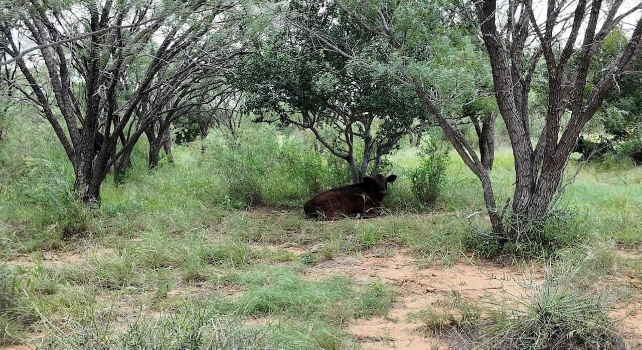 220 acres in McCulloch County - photo 22