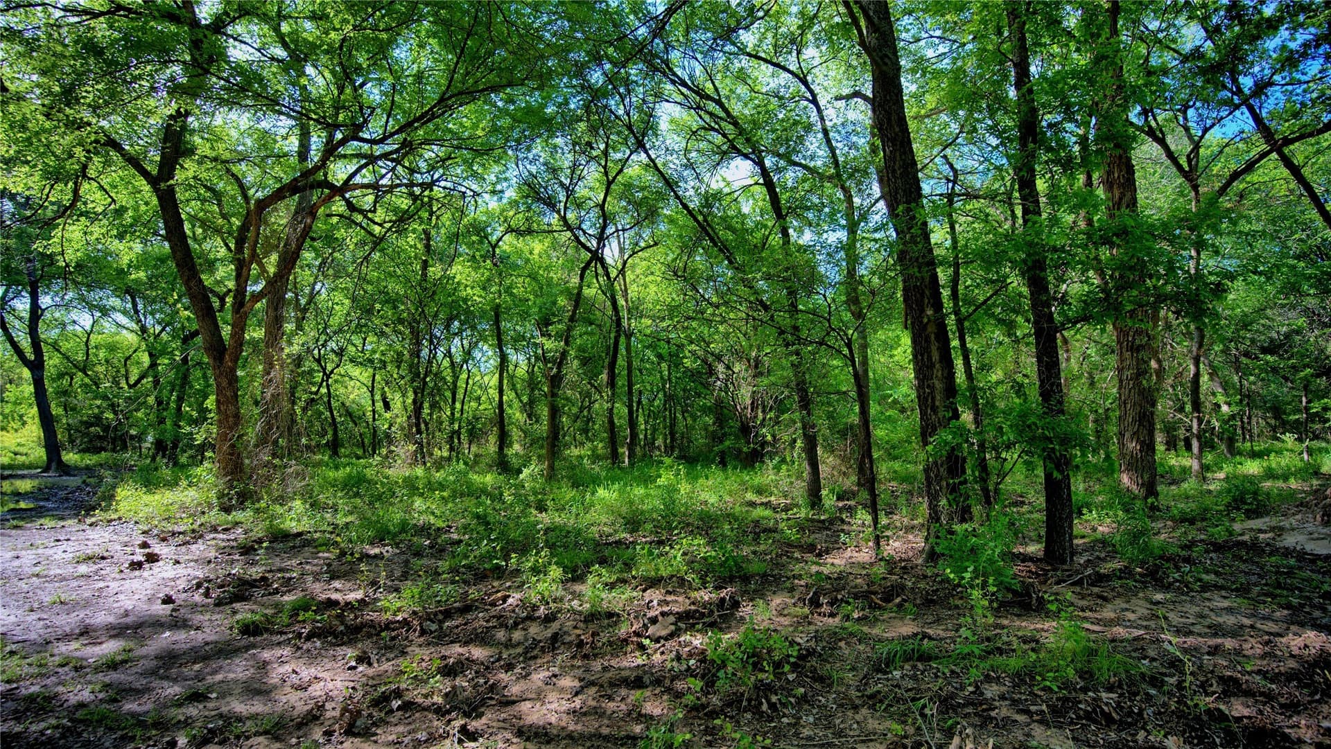 57.13 acres in Montague County - photo 13