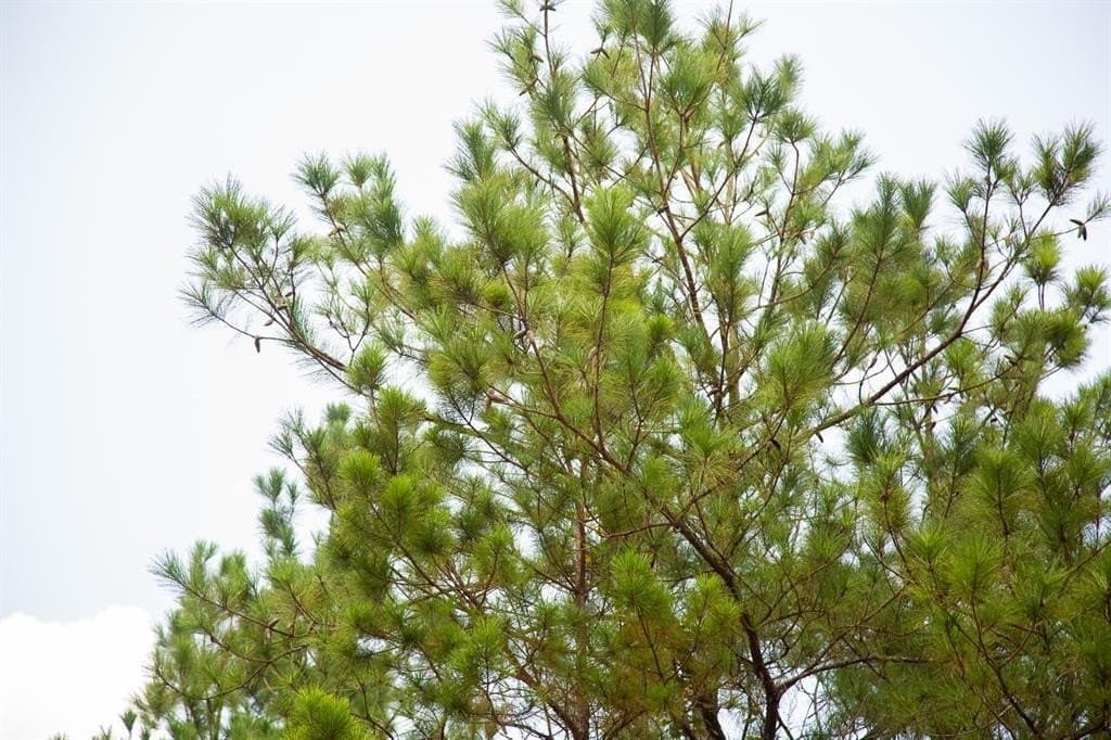 61.19 acres in Polk County featured view