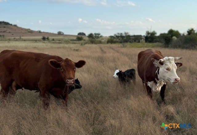 191 acres in Coryell County - photo 10