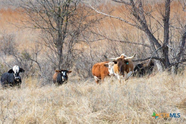 191 acres in Coryell County - photo 20