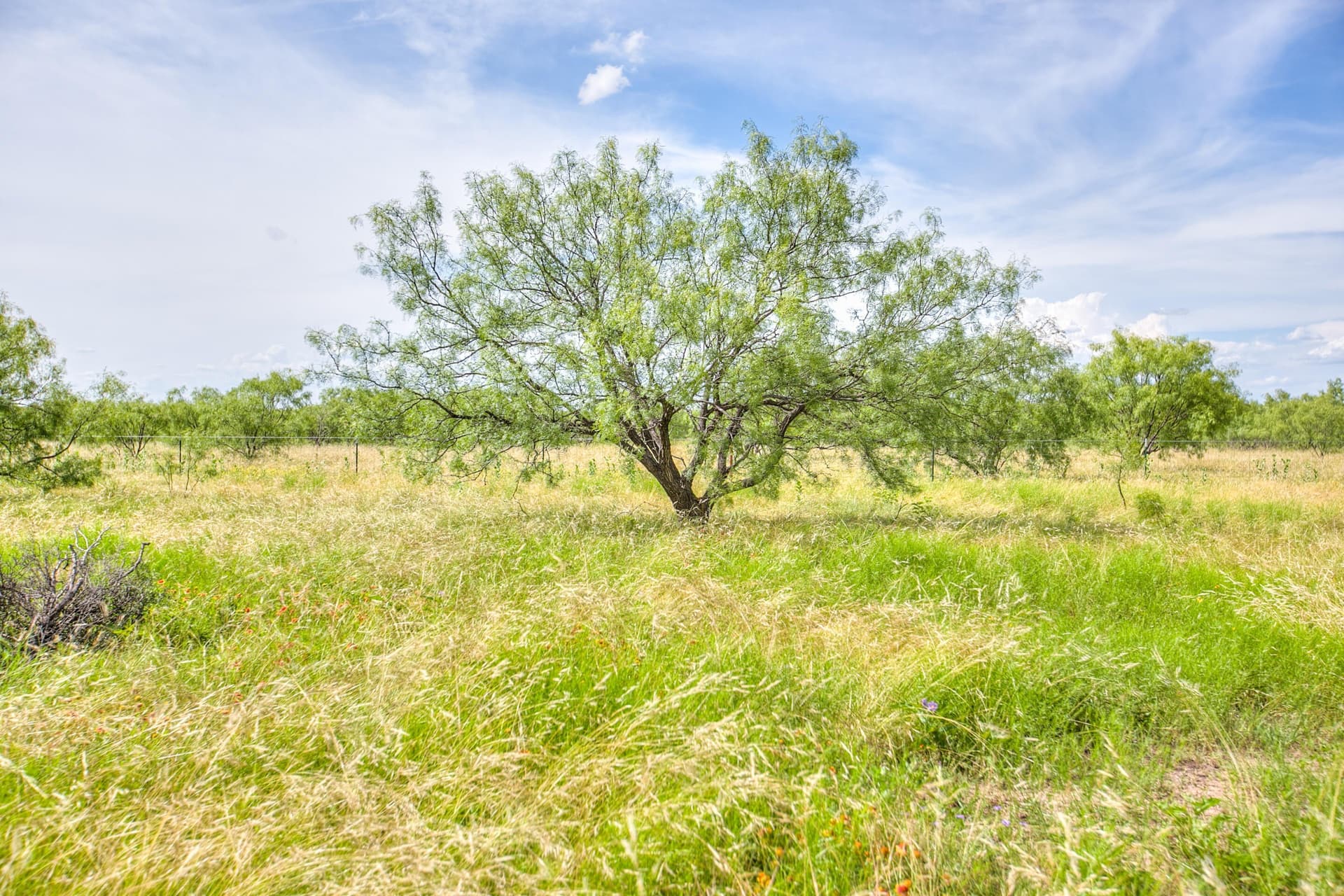 234.32 acres in Runnels County - photo 27