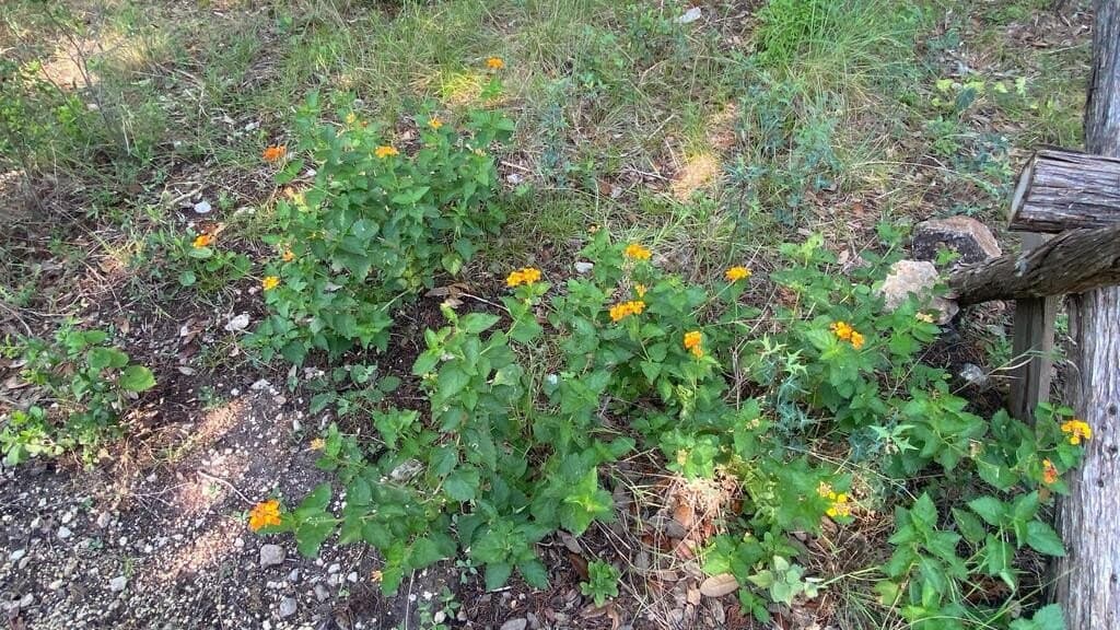 5.3 acres in Real County - photo 35