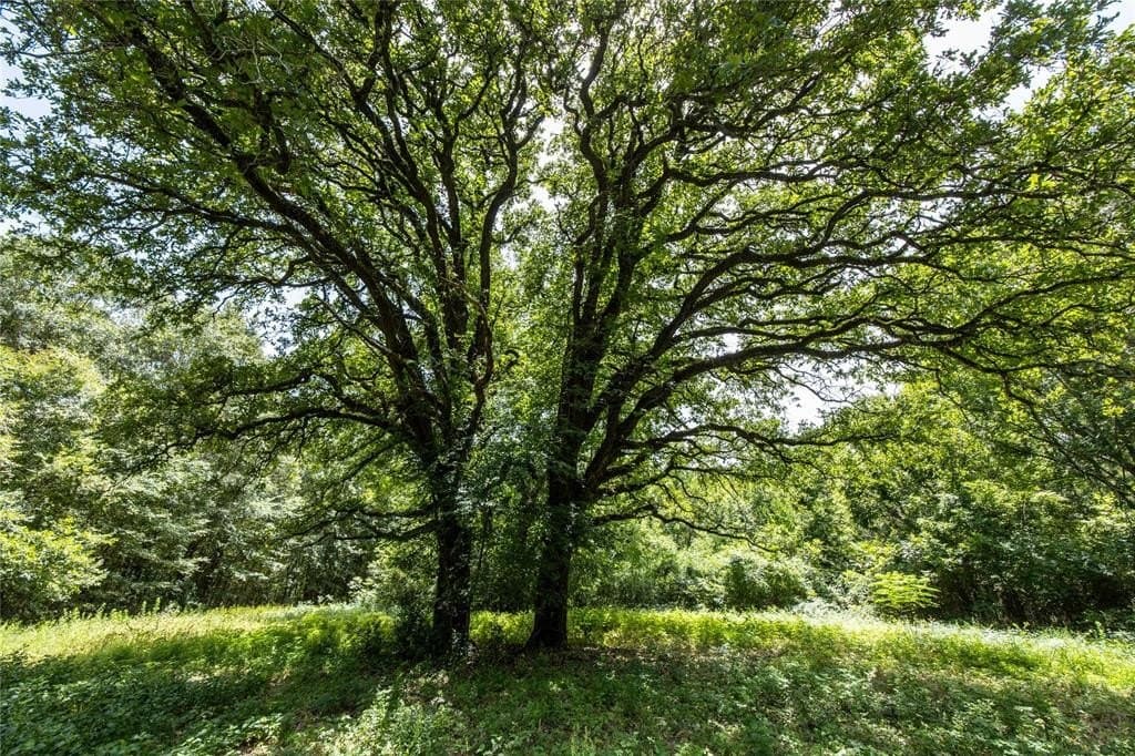 56 acres in Henderson County gallery image 3