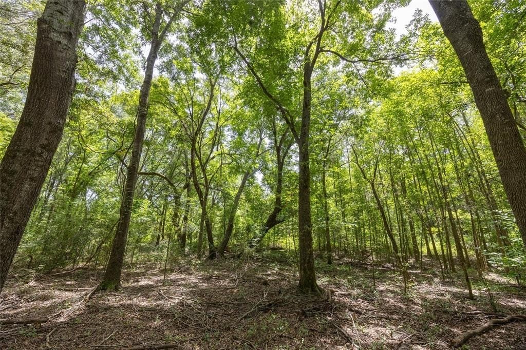 56 acres in Henderson County gallery image 4